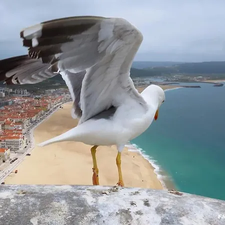 Lucas House ナザレ